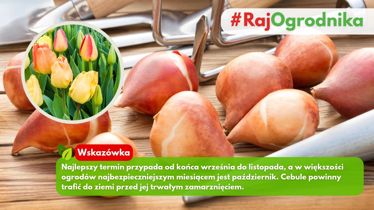 Najlepszy czas na sadzenie tulipanów w ogrodzie blog rajogrodnika